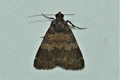 Hydrillodes lentalis