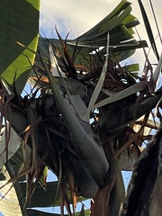 Setophaga palmarum palmarum