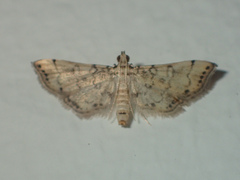 Nacoleia