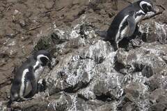 Spheniscus humboldti