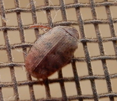 Amblycerus robiniae
