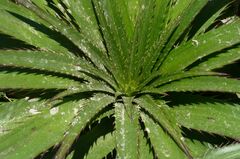 Eryngium paniculatum