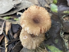 Lactarius gracilis