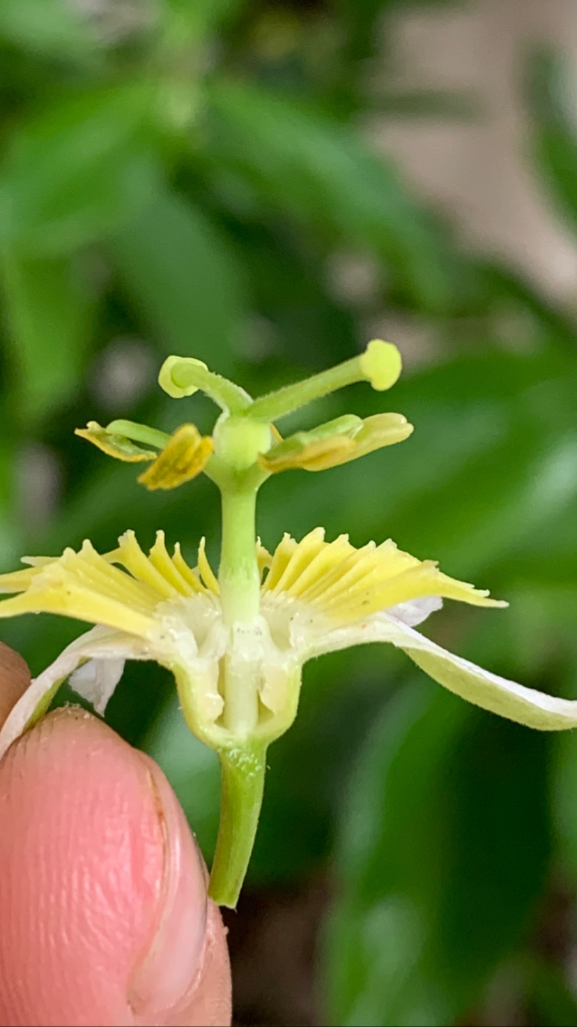 Passiflora chlorina