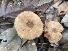 Lactarius gracilis