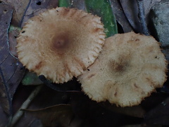 Lactarius gracilis