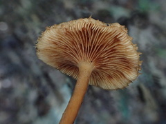 Lactarius gracilis