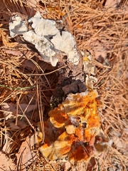 Hypomyces aurantius
