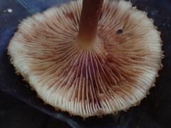 Lactarius gracilis