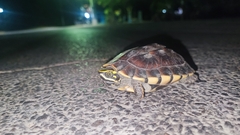 Malayemys macrocephala