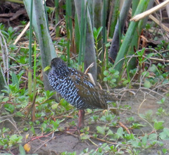 Pardirallus maculatus