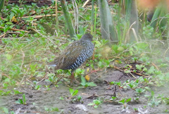 Pardirallus maculatus