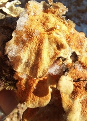 Hypomyces aurantius