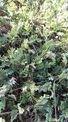 Astragalus monspessulanus