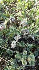 Astragalus monspessulanus