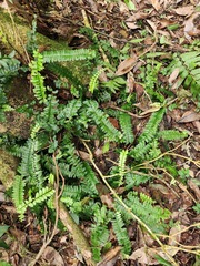 Asplenium normale