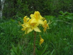 Rhododendron luteum