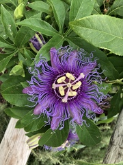 Passiflora incarnata × cincinnata