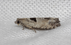 Epinotia ramella