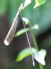 Mecistogaster linearis