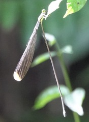 Mecistogaster linearis