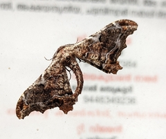 Hyposidra violescens