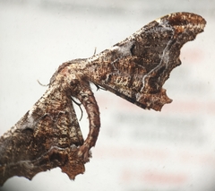 Hyposidra violescens