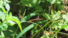 Ceriagrion auranticum
