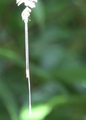 Mecistogaster linearis