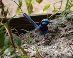 Malurus splendens splendens