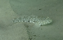 Caffrogobius saldanha