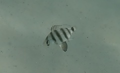 Diplodus