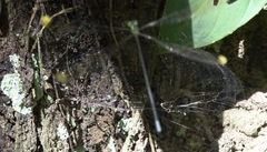 Mecistogaster linearis