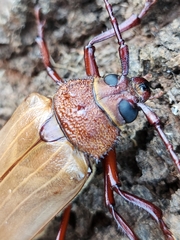 Agrianome spinicollis