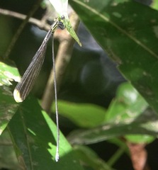 Mecistogaster linearis