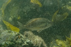 Chirodactylus brachydactylus