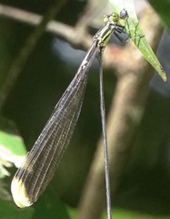 Mecistogaster linearis