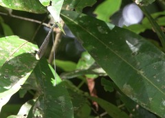 Mecistogaster linearis