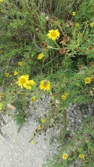 Limbarda crithmoides