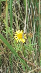 Limbarda crithmoides