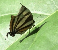 Arawacus aetolus
