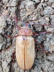 Agrianome spinicollis