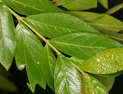 Combretum erythrophyllum