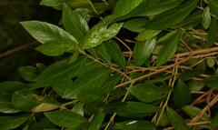 Combretum erythrophyllum