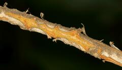 Combretum erythrophyllum