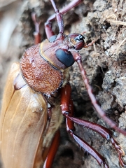 Agrianome spinicollis
