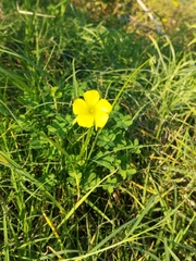 Oxalis pes-caprae