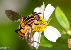 Mesembrius bengalensis