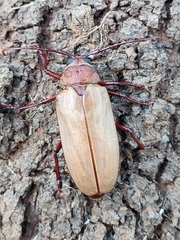 Agrianome spinicollis