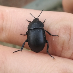 Ablattaria laevigata